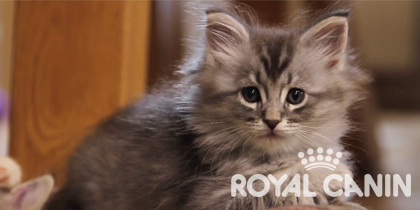 Het beste voor je kitten – Royal Canin